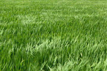 Obraz premium 稲 風