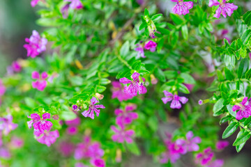 Close -up flowers on the  green tone
