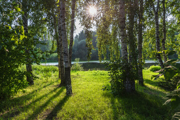 Sunlit forest lake shore with lawn and birch grove