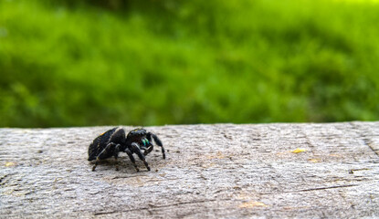 araña
