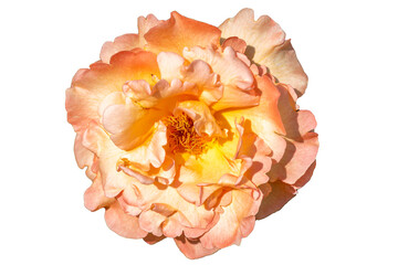 Beautiful bud of a blooming rose with peach color petals isolated on a white background.