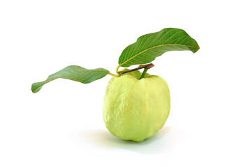 Fresh guava fruit that still has leaves High source of vitamin C. in fruits



