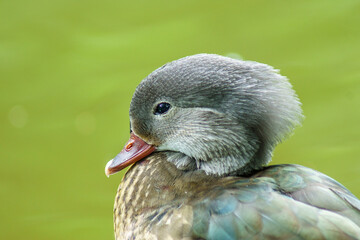 kaczka  © Henryk Olszewski