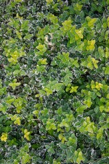 green leaves with different shades of garden nature background

