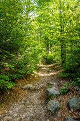 ein romantischer Waldweg mit seinen und felsen im Gebirge