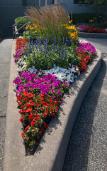 garden in a concrete flower planter
