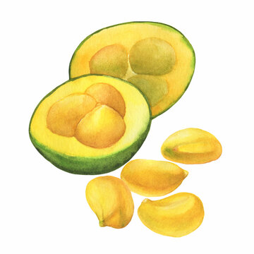 Fruit Pequi or "souari nut" (Caryocar brasiliense, known as Pequi tree in central Brazilian cerrado habitat). Watercolor hand drawn painting illustration isolated on white background.