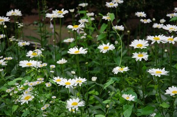 many large daisies growing on a green garden background