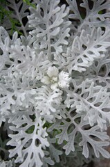 gray plant close up

