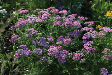 ノコギリソウのピンク色の花 © 俊朗 浅川