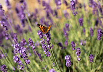 Colorful Butterfly on the blooming lavender flowers