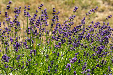 Naklejka premium the blooming lavender flowers in Provence, near Sault, France
