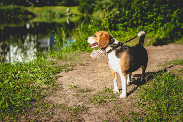 Naklejka na ściany i meble Portrait of cute beagle dog in a summer nature.