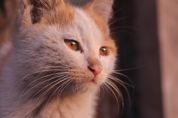 At dusk in the evening, a yellow and white Chinese country cat looks at the distance, and her amber eyes reveal humanized emotions