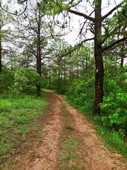 Pathway with green trees around