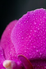 Close up view of beautiful orchid flowers petals in bright magenta color on dark background.Blooming Phalaenopsis flower with water drops on petals.Vertical format