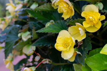 Obraz na płótnie Canvas Bright yellow begonia flower with green leaves in sunny day. Flowerbed with begonia as dtreet decoration