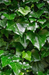 Ivy plant with beautiful green shiny leaves background
