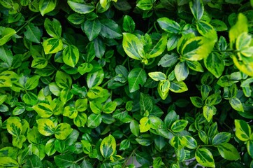 Fototapeta na wymiar Ivy plant with beautiful green shiny leaves background 