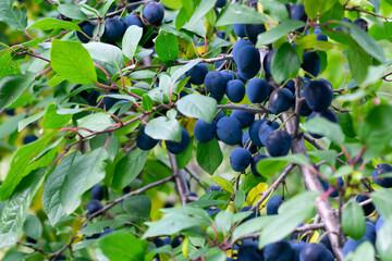 Branch with green leaves and dark blue blackthorn berries. Harvesting thistle berries