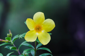 yellow daffodil flower