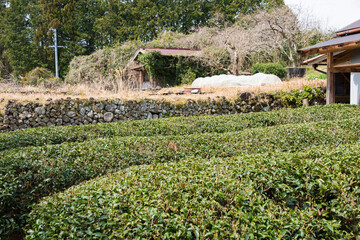 Tea plantation at Between Mizunomi-oji and Fushiogami-oji on Kumano Kodo (Nakahechi Route) in Tanabe, Wakayama, Japan.