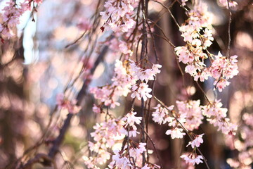 Weeping cherry trees at  the temple in japan ,tokyo