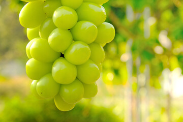 Closeup hanging bunch of green Shine Muscat grape with bokeh garden, vineyard background