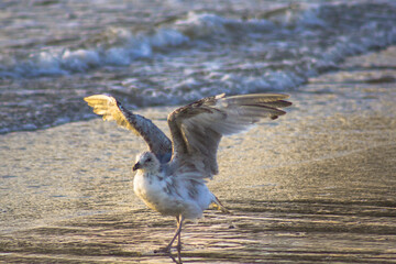 seagull on the beach