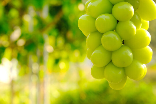 Closeup hanging bunch of green Shine Muscat grape with bokeh garden, vineyard background