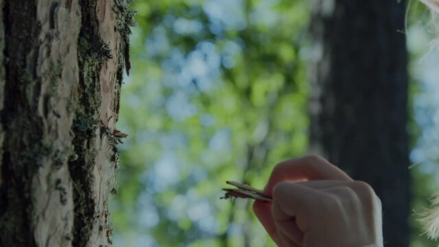Close up of a forest hikers hand peeling off bark from a tree in the woods, Concept of discovering life, interconnected with nature, living naturally, taking care of our ecosystem and climate