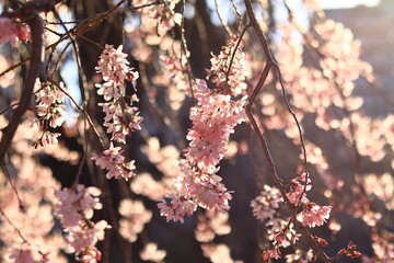 Weeping cherry trees at  the temple in japan ,tokyo