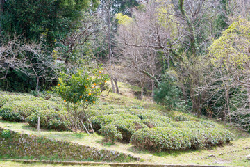 Tea plantation at Between Mizunomi-oji and Fushiogami-oji on Kumano Kodo (Nakahechi Route) in Tanabe, Wakayama, Japan.
