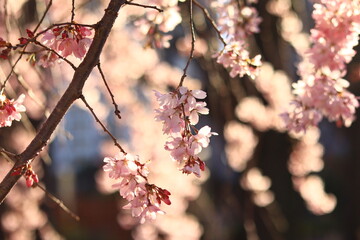 Weeping cherry trees at  the temple in japan ,tokyo