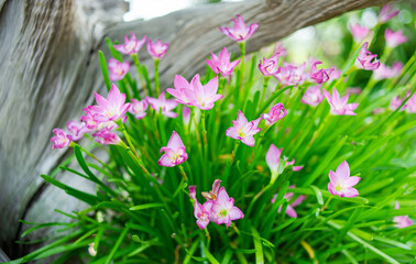 
Beautiful pink flowers in nature