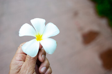 Plumeria flowers are beautiful and fragrant, in someone's hands.