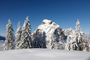 Freshly snow-covered fir trees on a beautiful winter day in Central Switzerland. In the background...