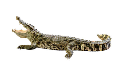crocodile isolated on white background ,include clipping path - Powered by Adobe