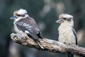 Laughing Kookaburra pair resting on tree branch