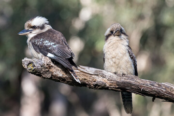 Laughing Kookaburra pair resting on tree branch