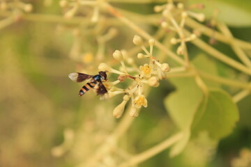 Pollination of Flowers