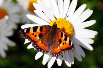 urticaria butterfly on daisy flower, consuming nectar  through the proboscis