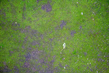 Green moss on humid concrete floor for texture or background.