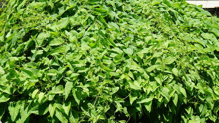 Natural Green Medicinal Plant Leaves