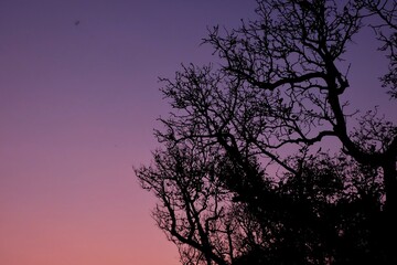 Fototapeta premium silhouette of tree