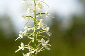 White flower on a green meadow, close-up. A rare wild plant in Europe. 