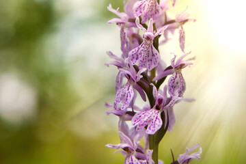 Obraz premium Purple flower on a background of natural vegetation, macro. Mysterious wild plant of European forests.