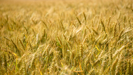 Golden wheat field
