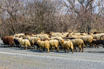 Obraz premium Flock of the sheeps running on asphalt road