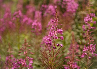 Field of pink flowers